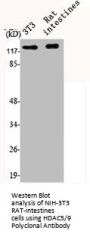 HDAC5/HDAC9 Antibody