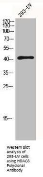 HDAC8 Antibody
