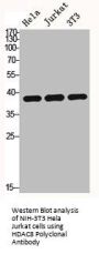 HDAC8 Antibody