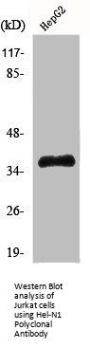 ELAVL2 Antibody