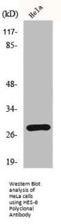 HES-6 Polyclonal Antibody