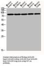 HIF1A Antibody