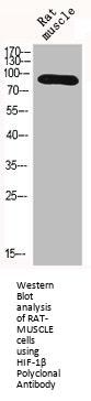 HIF-1beta Polyclonal Antibody