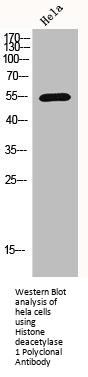 HDAC1 Antibody
