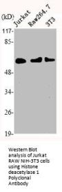 HDAC1 Antibody