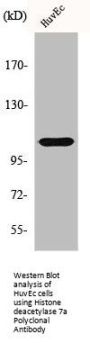 HDAC7A Antibody