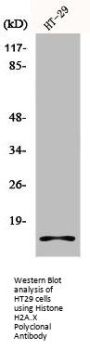 Histone H2A.X Antibody