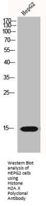 H2AFX Antibody