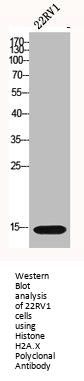 H2AFX Antibody