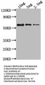 mpII Antibody