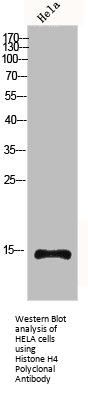 Histone H4 Antibody