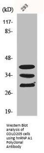 HNRNPA1 Antibody