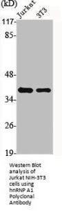 HNRNPA1 Antibody