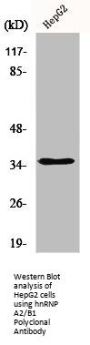HNRNPA2B1 Antibody
