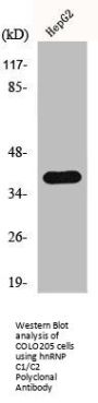 HNRNPC Antibody