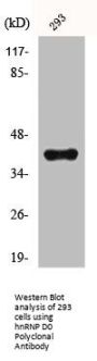 HNRNPD Antibody
