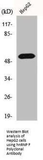 HNRNPF Antibody