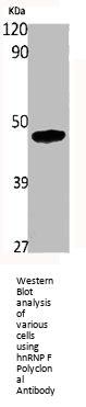 HNRNPF Antibody