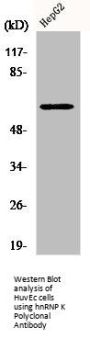 HNRNPK Antibody