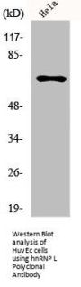 HNRNPL Antibody