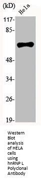 HNRNPL Antibody