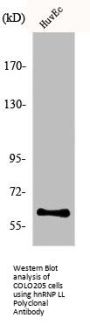 HNRNPLL Antibody