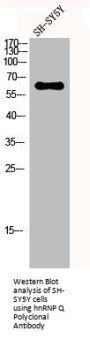 SYNCRIP Antibody