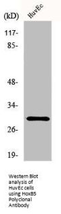 HOXB5 Antibody