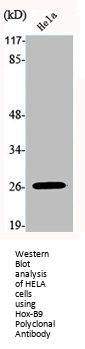 HOXB9 Antibody