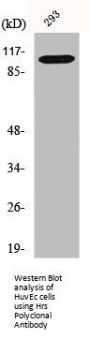 HGS Antibody