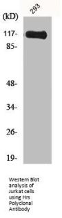 HGS Antibody