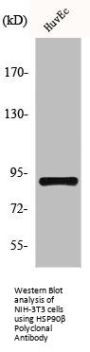 HSP90AB1 Antibody