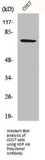 HSPA9 Antibody