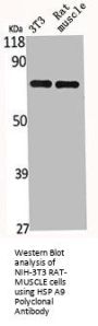 HSPA9 Antibody