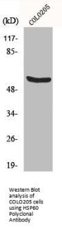 HSPD1 Antibody