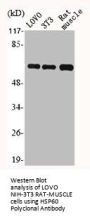 HSPD1 Antibody