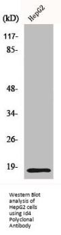 ID4 Antibody