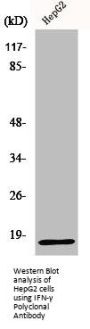 IFN-gamma Polyclonal Antibody