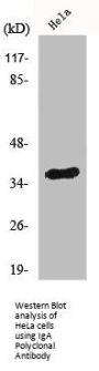 IgA Polyclonal Antibody