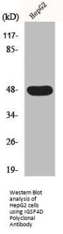 CADM2 Antibody