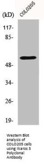 IKZF3 Antibody