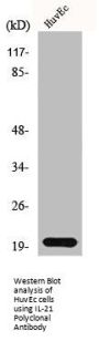IL21 Antibody