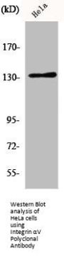 ITGAV Antibody