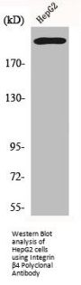 ITGB4 Antibody