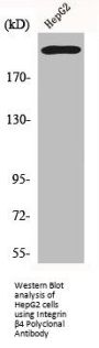 ITGB4 Antibody