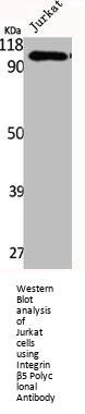 ITGB5 Antibody
