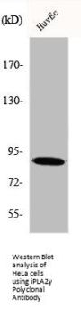 PNPLA8 Antibody
