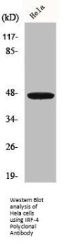 IRF4 Antibody