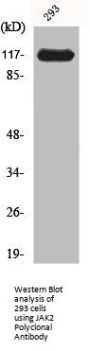 JAK2 Antibody