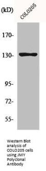 JMY Polyclonal Antibody